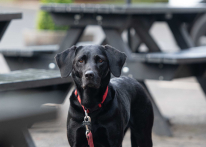 Carnaby Silverdale 2023