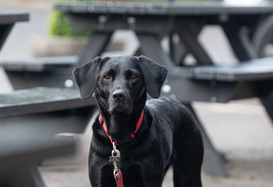 Carnaby Silverdale 2023