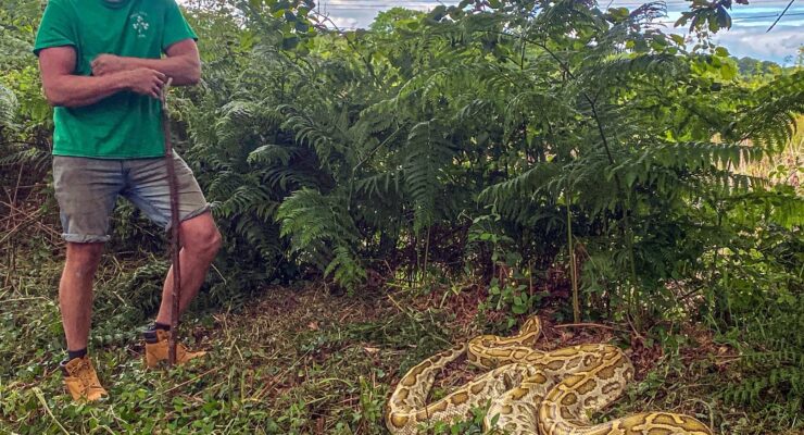 Monkton Wyld Holiday Park - 14 ft Snake Surprise - Charmouth (C)SimonKewley-4